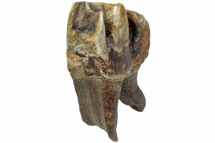 Fossil Woolly Rhino (Coelodonta) Tooth - Siberia #225182